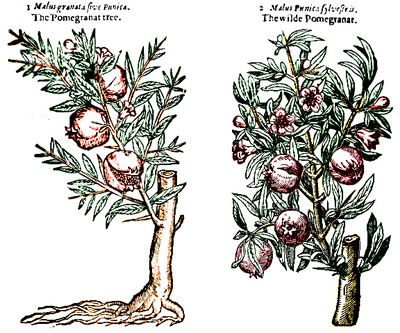 Gerard's Pomegranate Trees